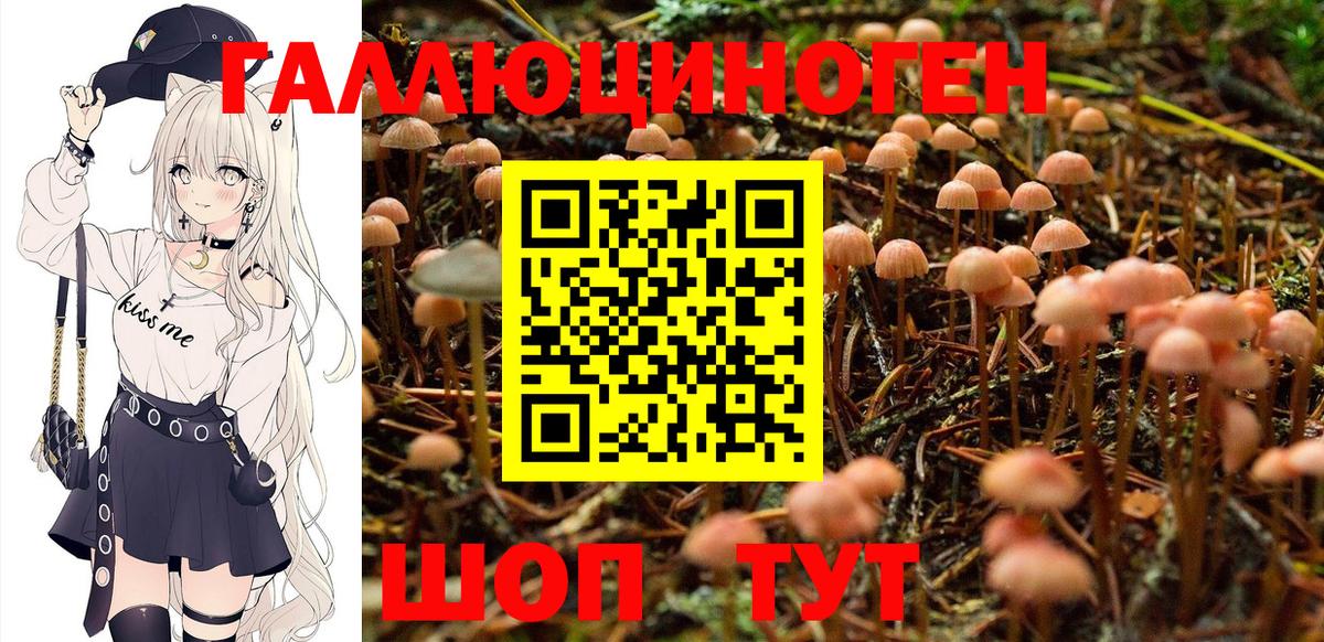 Новошахтинск  как найти наркотики  Вход с VPN  Галлюциногенные грибы Psilocybe 